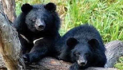 کشف 2 توله خرس سیاه بلوچی در اصفهان