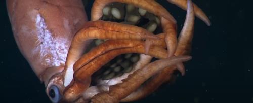ماهی مرکب غول پیکر با تخم هایی در دست در دام دوربین ها افتاد